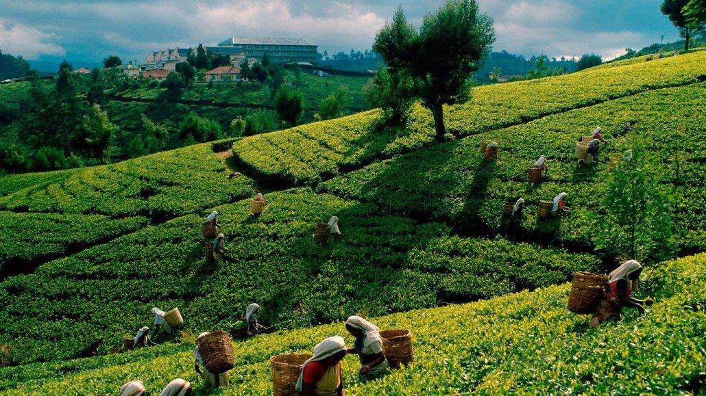 estate workers picking tea leaves by hand