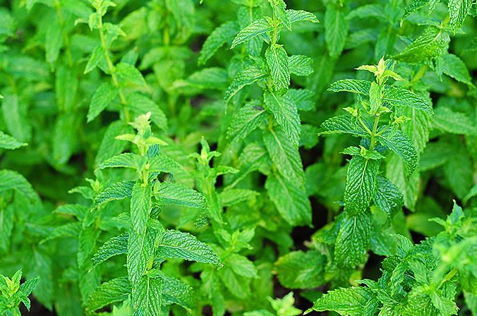 peppermint crop