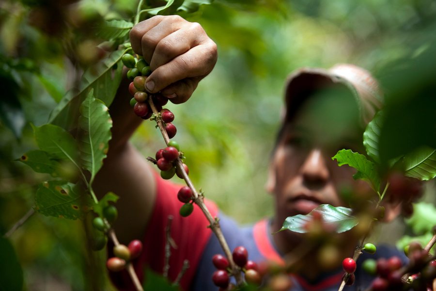 Oscar Alarcon harvests coffee in Socorro, Colombia, on Thursday, Sept. 23, 2010. Photographer: Dennis Drenner/Bloomberg